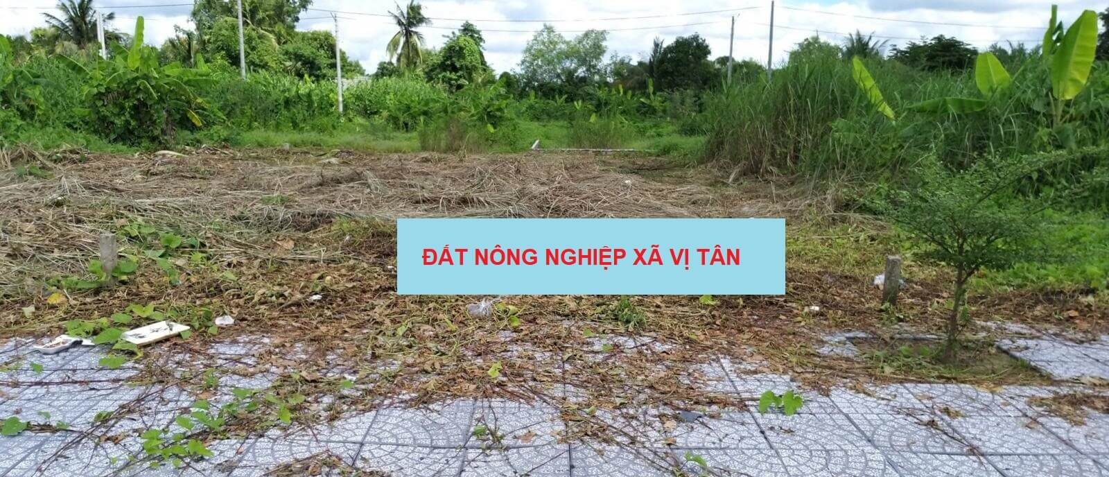 Bán đất tại xã Vị Tân, Hậu Giang 2