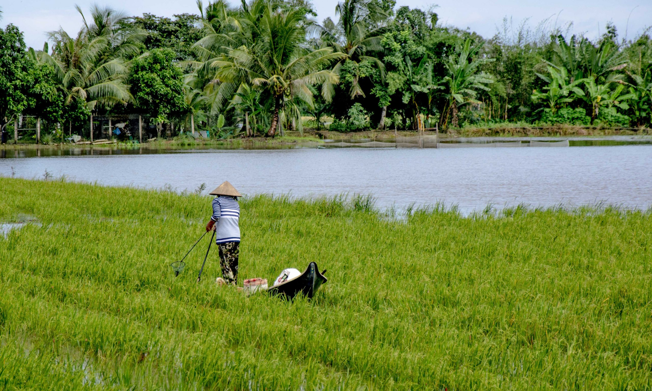 Đất ruộng Hậu Giang 1