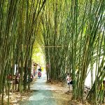 Khu du lịch vườn tre Hậu Giang – Vườn tre đẹp nhất miền Tây