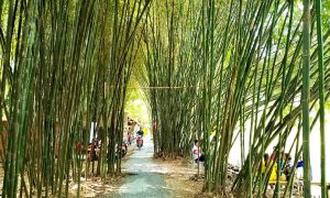 Khu du lịch vườn tre Hậu Giang – Vườn tre đẹp nhất miền Tây