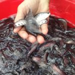 Thông tin về giá cá thác lác giống và cách nuôi hiệu quả